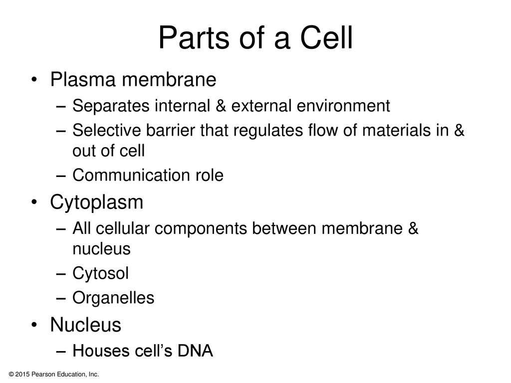 Chapter 3: The Cellular Level of Organization - ppt download